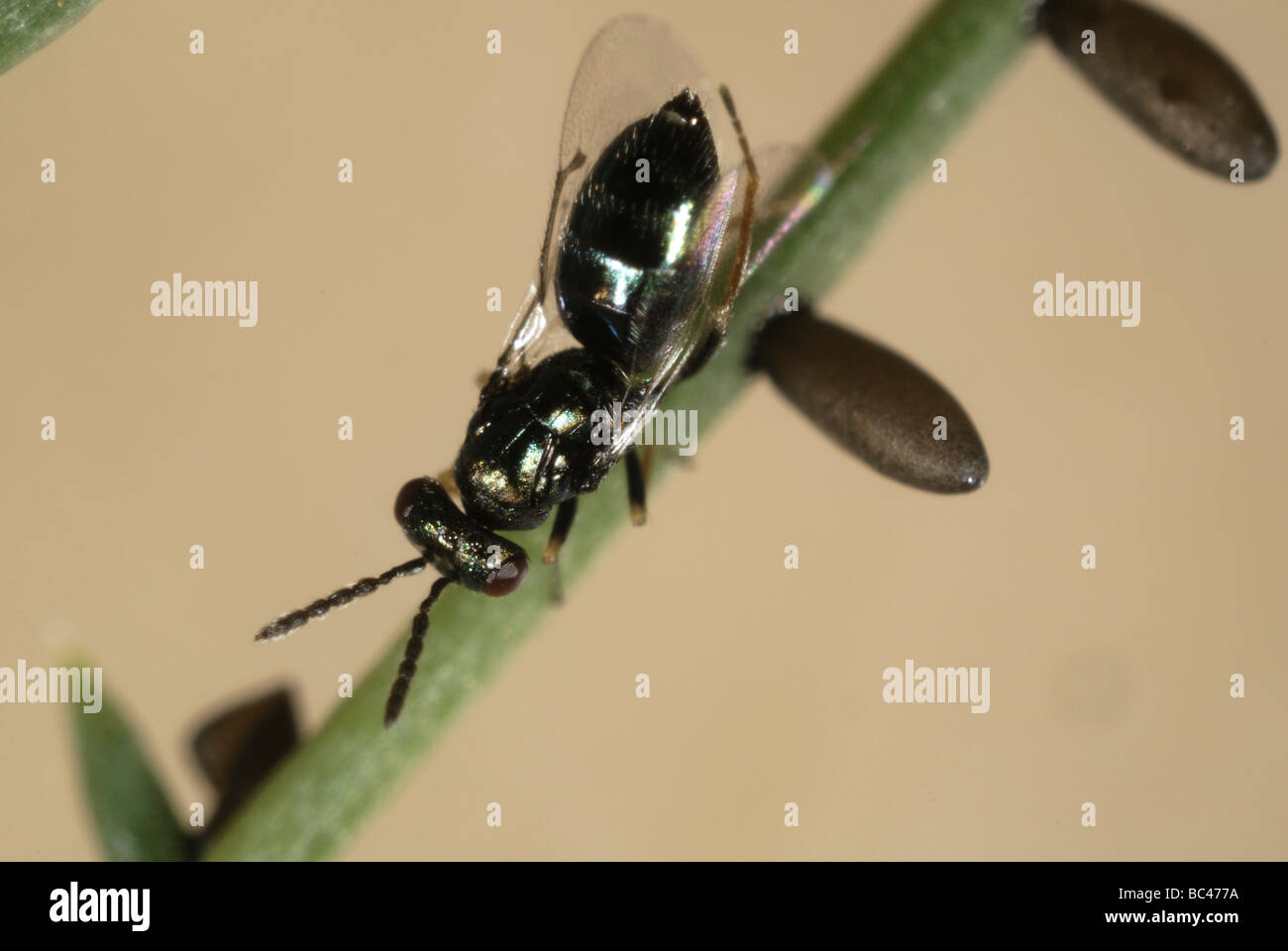 Parasitoid wasp Tetrastichus asparagi a parasite with asparagus beetle