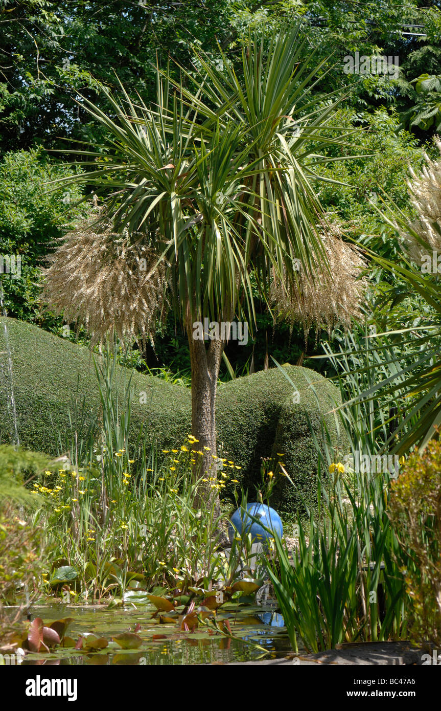 Torbay palm after flowering in summer by a garden pond Stock Photo