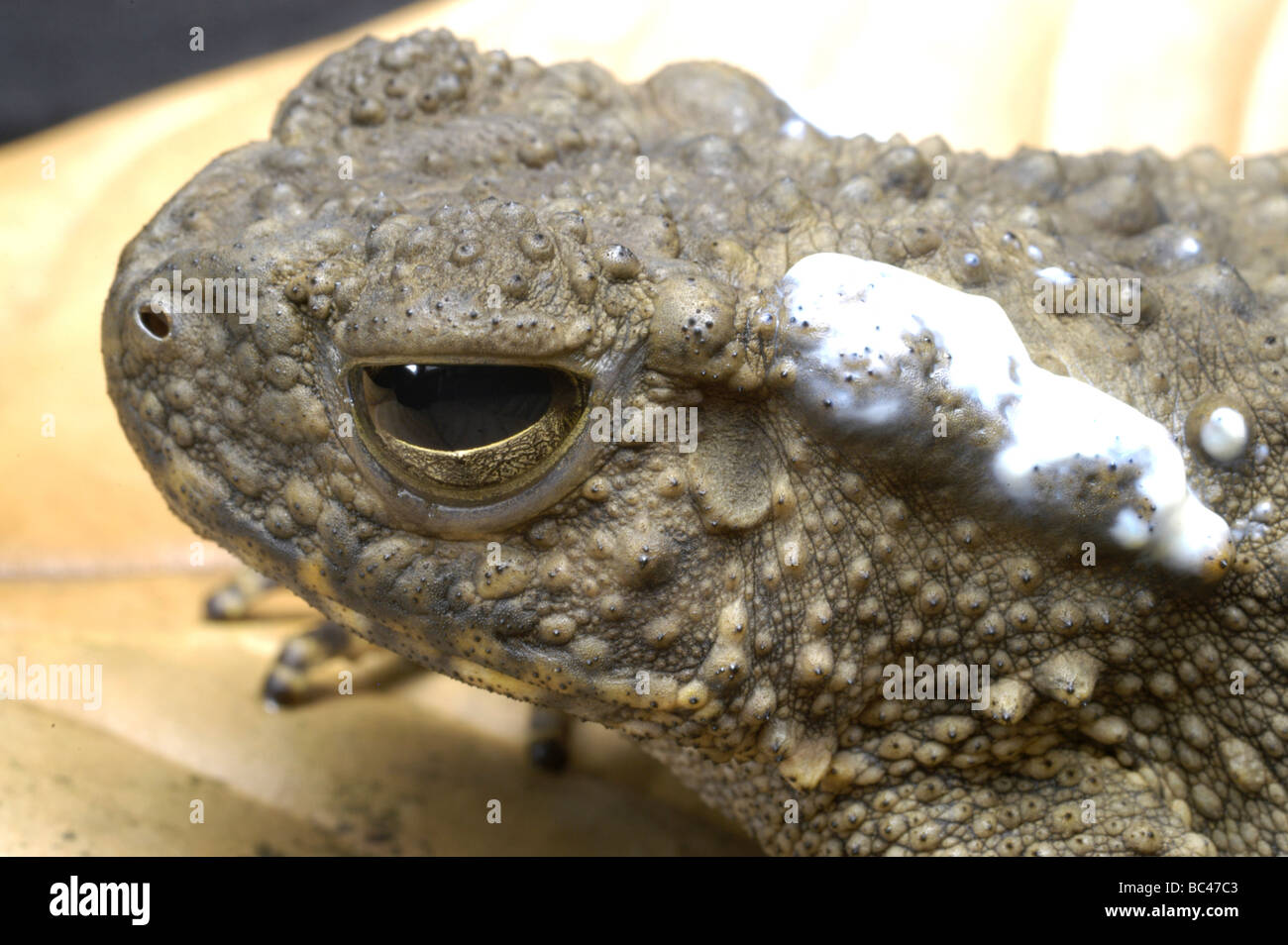 Giant River Toad, Bufo juxtasper Stock Photo