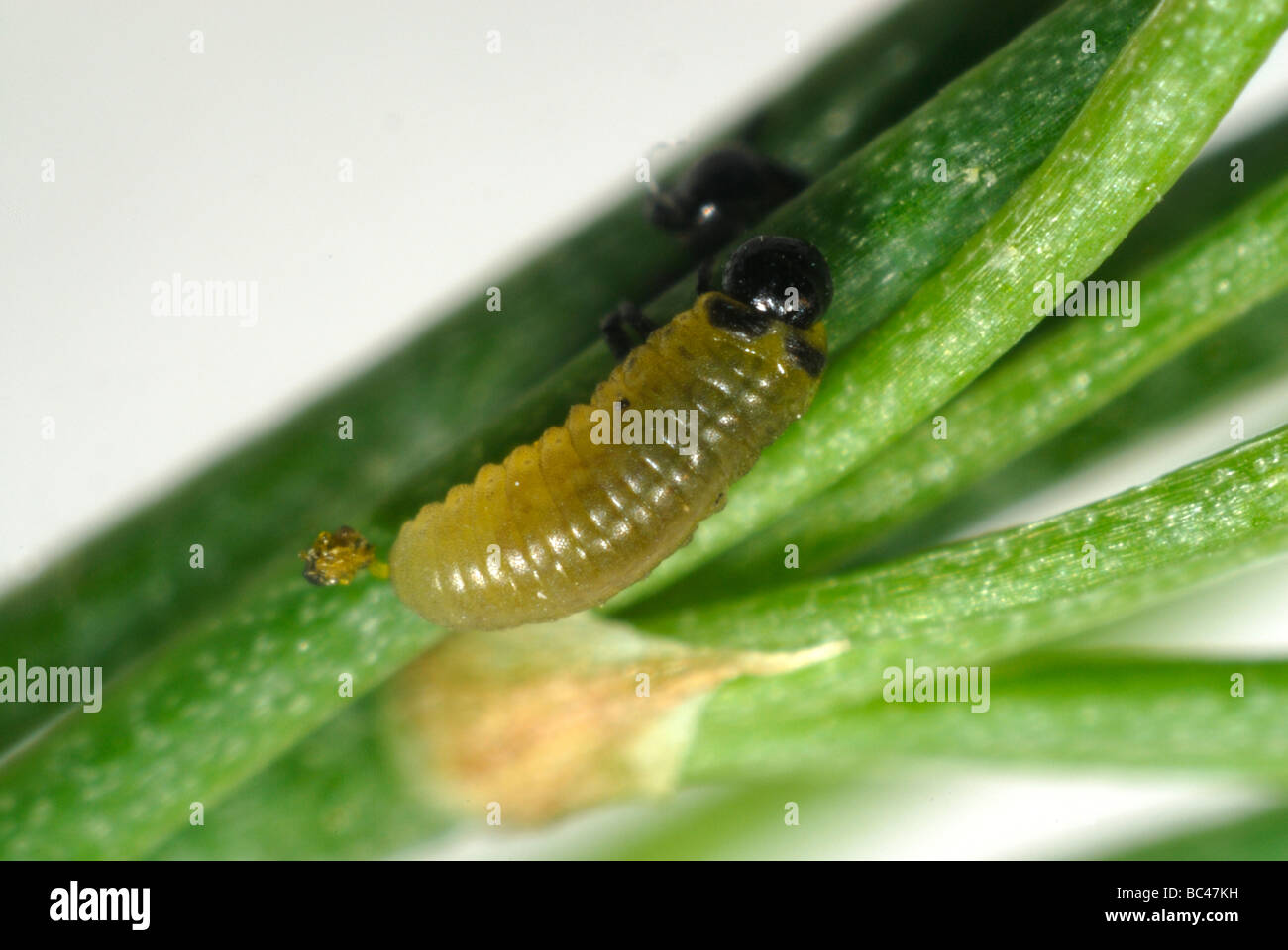 Young asparagus beetle Crioceris asparagi larva on asparagus fronds