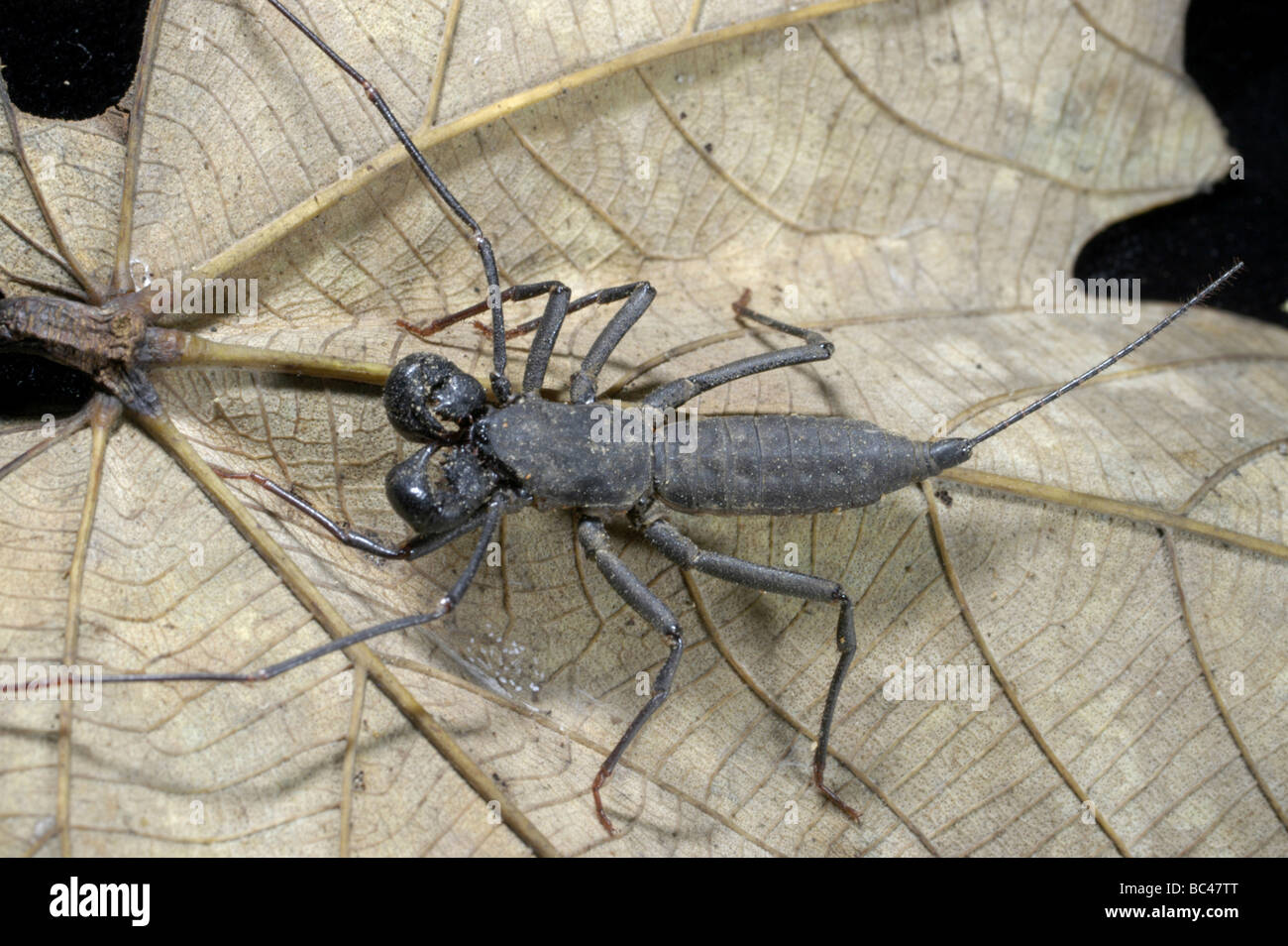 Whip Scorpion on a leaf. It has been injured and is missing one of its eight legs Stock Photo