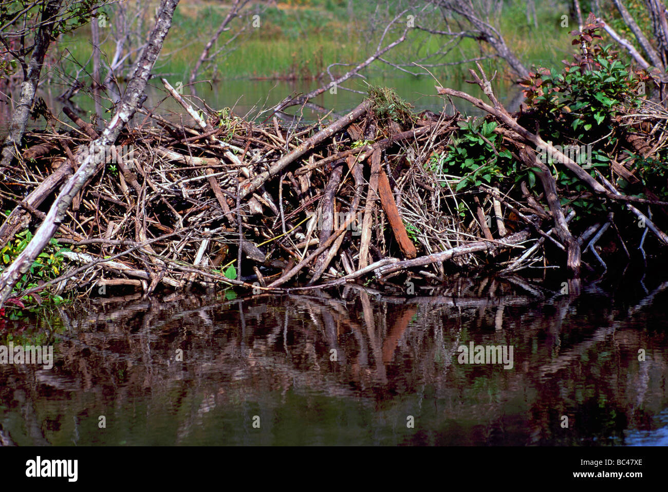 Beaver building dam canada hires stock photography and images Alamy