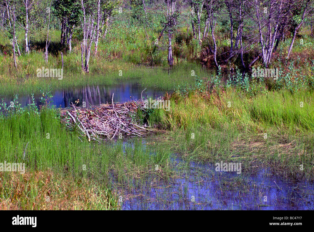 Canadian beaver beaver dam canadensis hires stock photography and