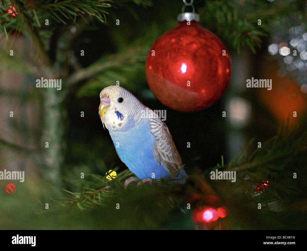 Christmas budgie Stock Photo 24680369 Alamy