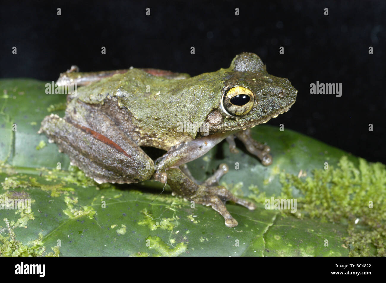 Frilled Tree Frog, Rhacophorus appendiculatus, in its forest habitat