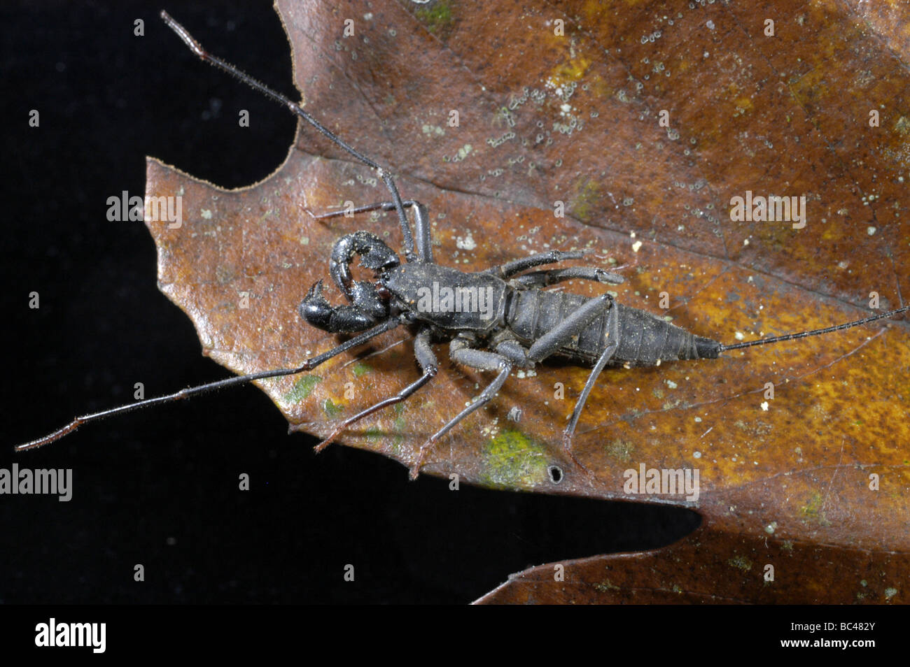 Whip Scorpion on a leaf Stock Photo