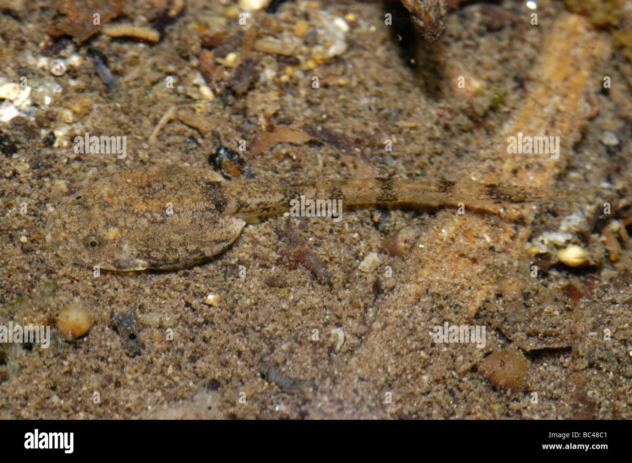 Tadpole of Kuhl's Creek Frog, Limnonectes cf kuhlii, camoflaged on the bottom of a pond Stock Photo