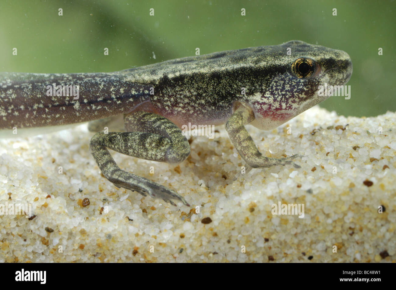 Tadpole of the Torrent Frog, Meristogenys sp, it is still aquatic with a tail and gills but it has begun to develop its legs. Stock Photo