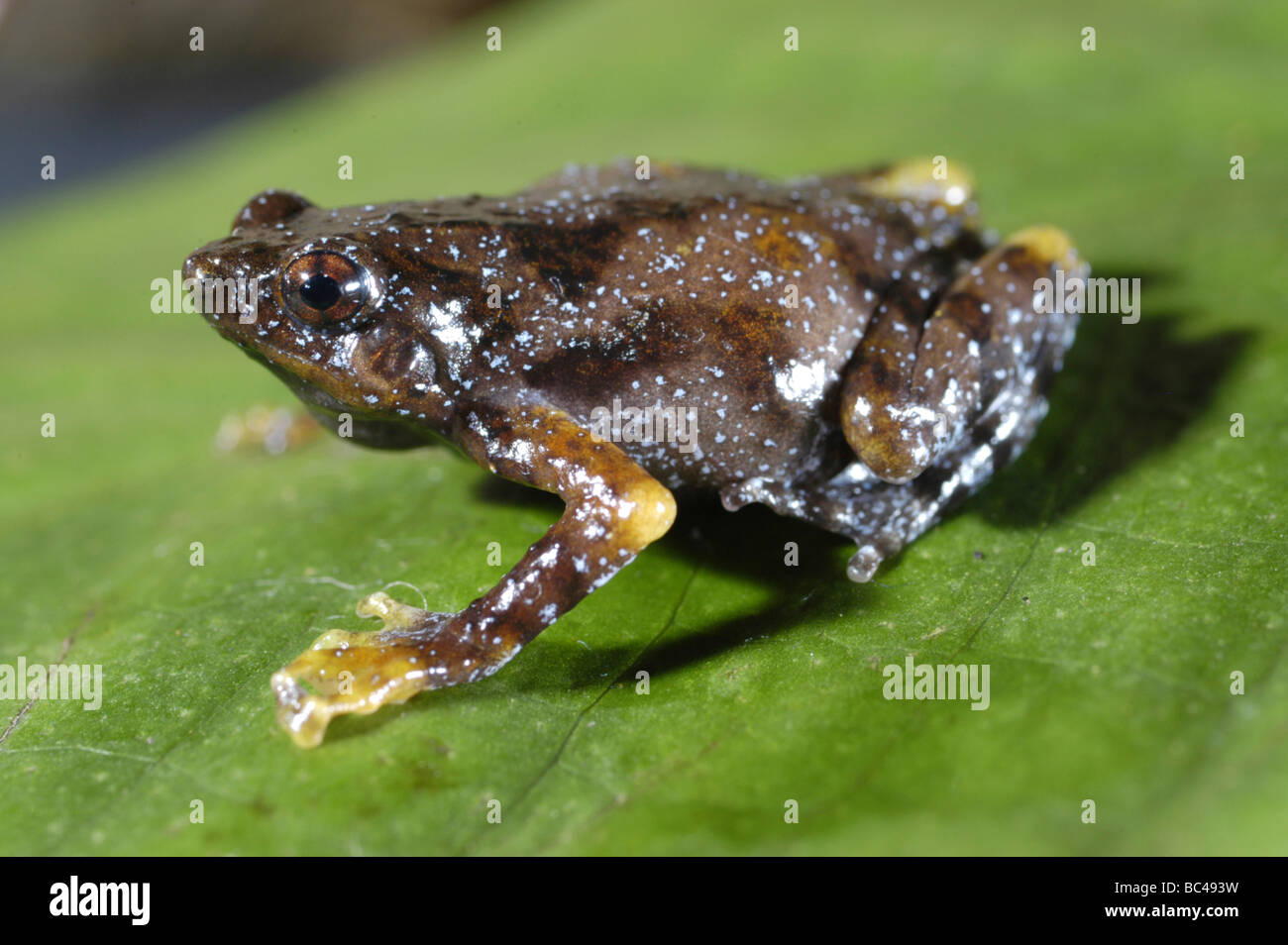 Tree Hole Frog, Metaphrynella sundana, sitting on a leaf Stock Photo