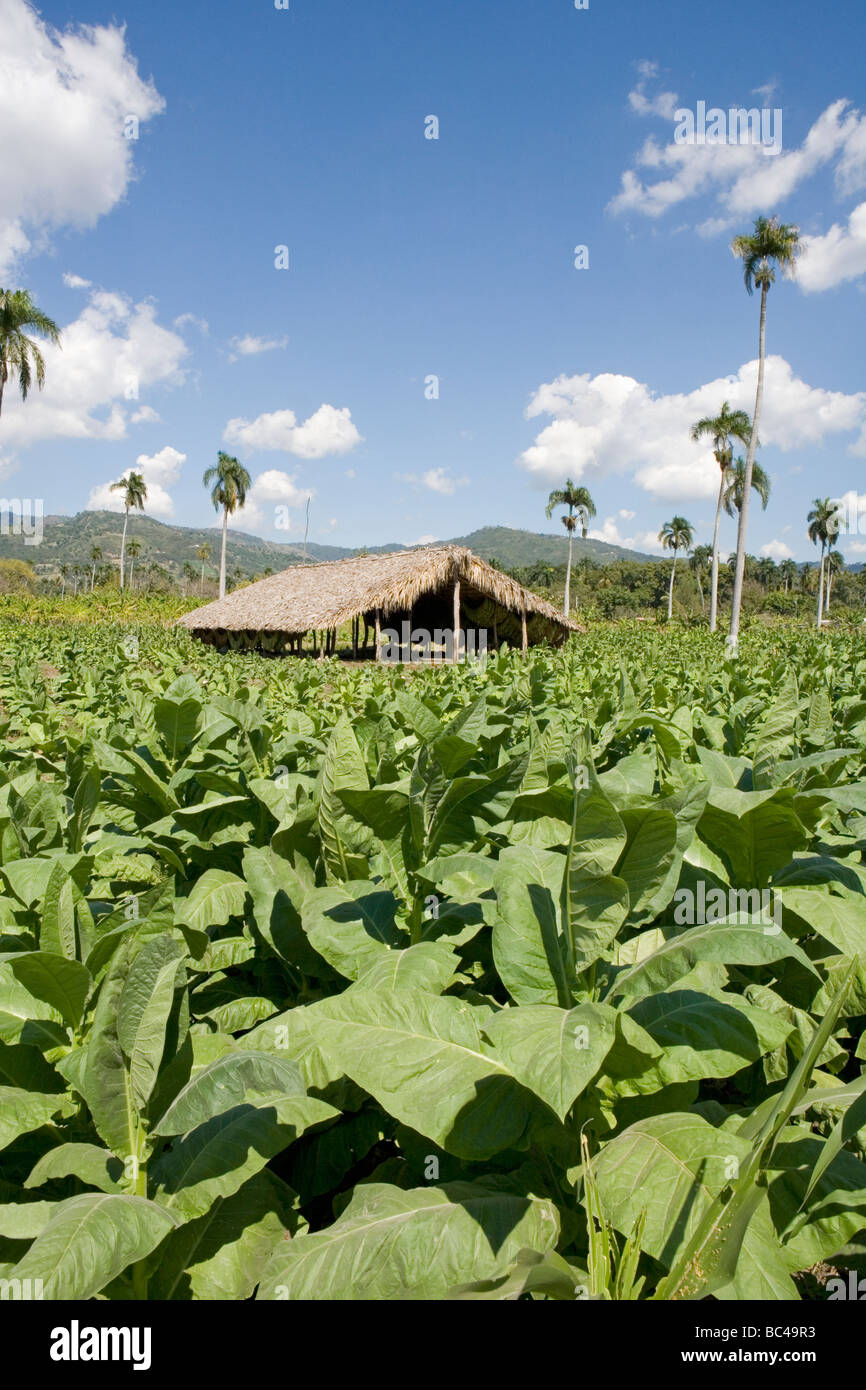 dominican republic tobacco farms Dominican Republic - Centre - The Cibao Valley - tobacco Plantation Stock  Photo