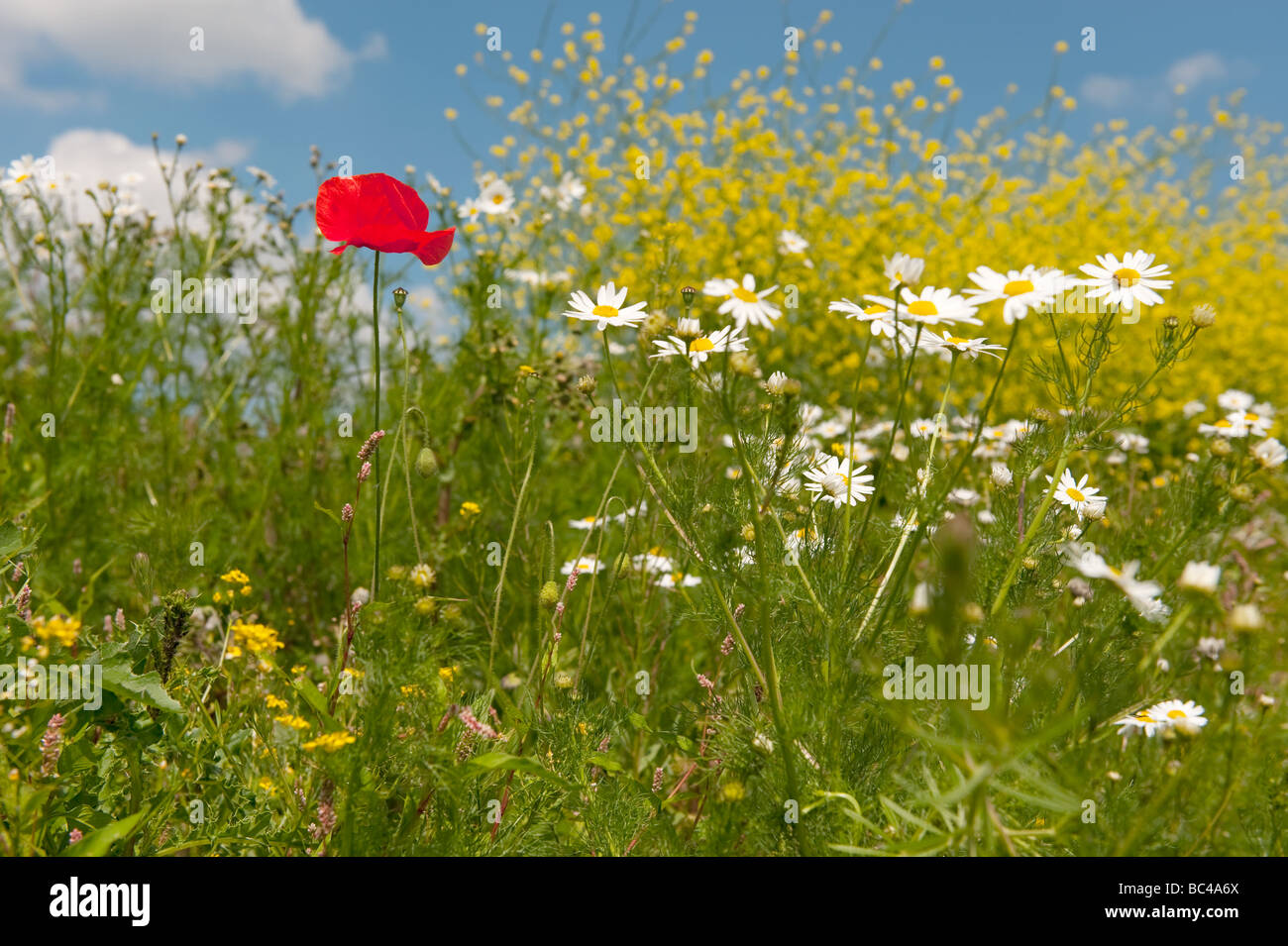 wild summer flowers in nature landscape Stock Photo - Alamy