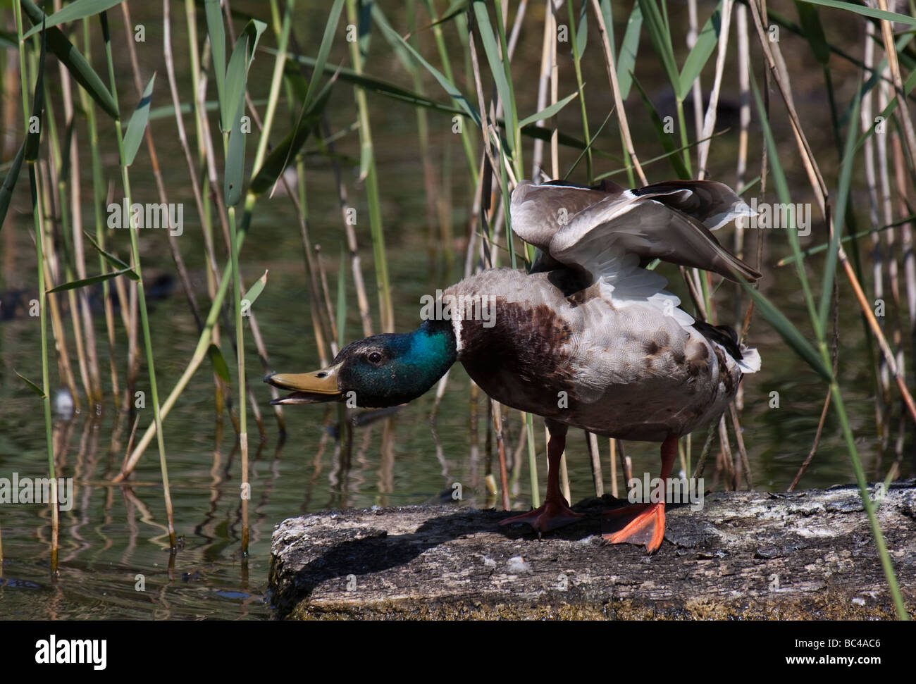 a duck Mallard displaying a warnign to another duck approaching it's territory. Stock Photo