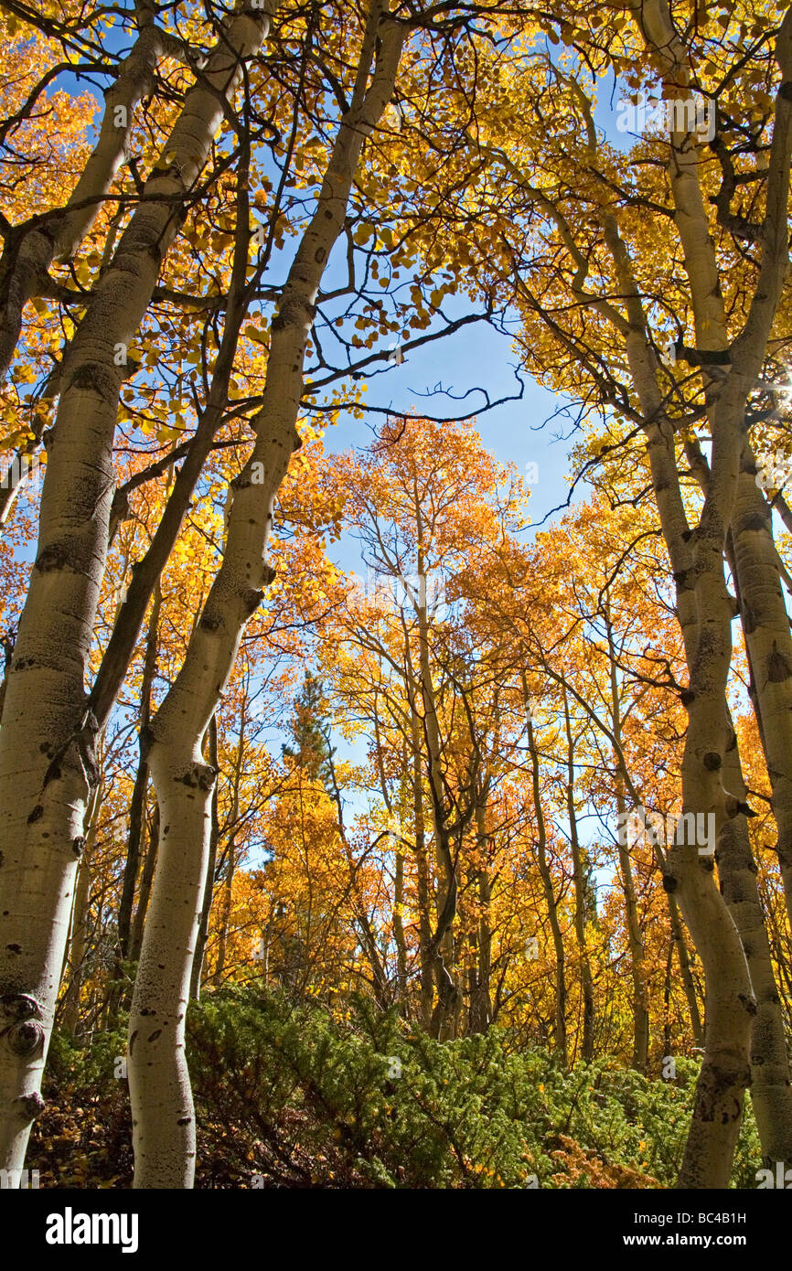 Aspens framing aspens cover mountain trails above Breckenridge Colorado Stock Photo Alamy