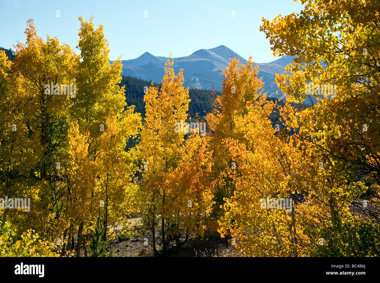 Aspens framing peaks of the Ten Mile Range near Breckenridge, Colorado Stock Photo Alamy