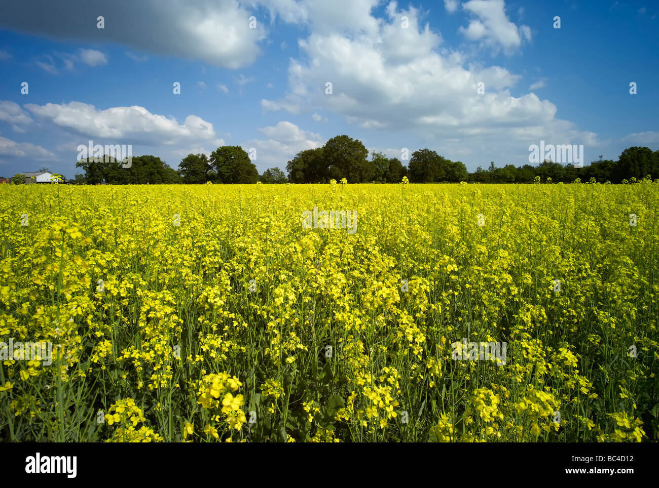A field of oil seed rape Stock Photo - Alamy