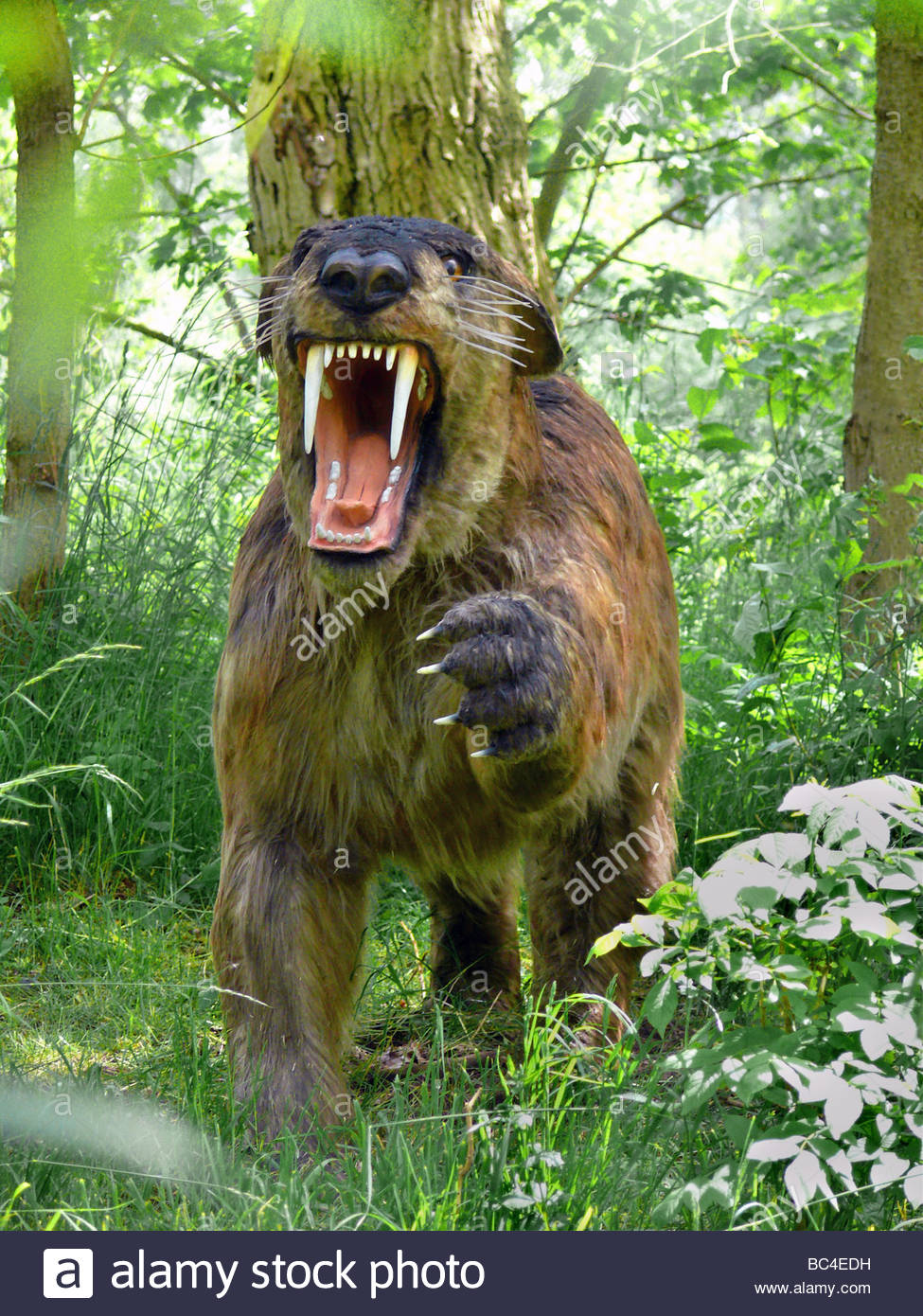 Saebelzahntiger, Saebelzahn-Tiger (Smilodon), fauchend Stock Photo