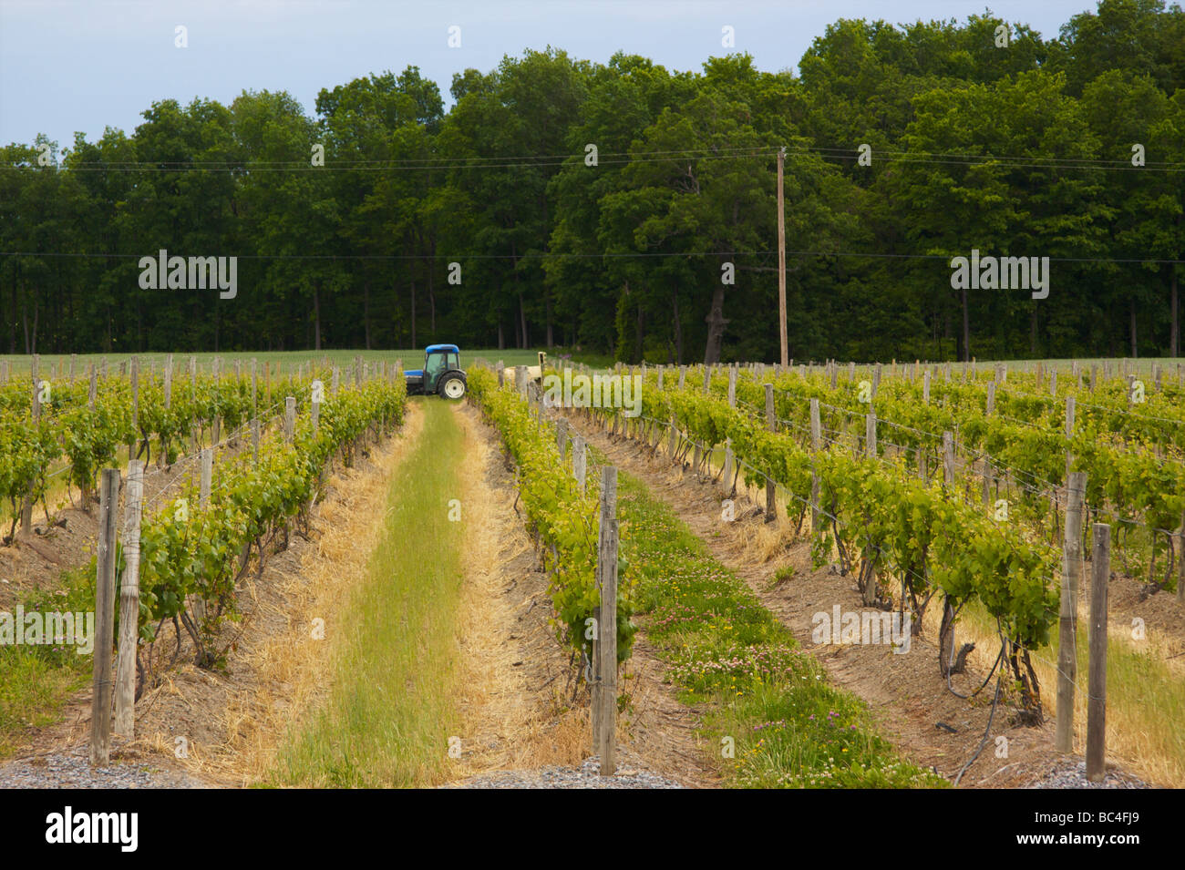 Tractor tending a vineyard Stock Photo