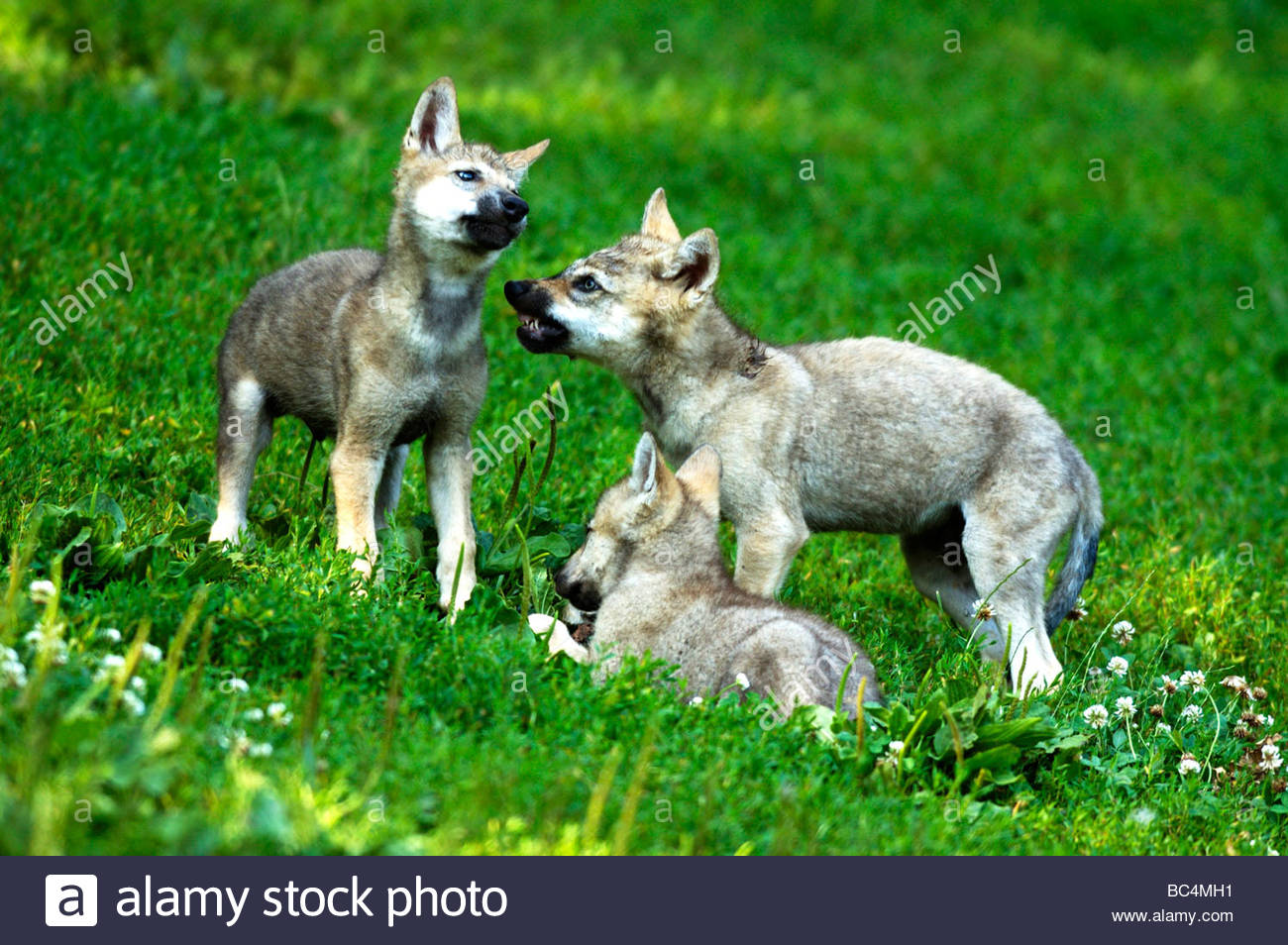 Eastern Canadian Wolf Stock Photos & Eastern Canadian Wolf Stock Images ...