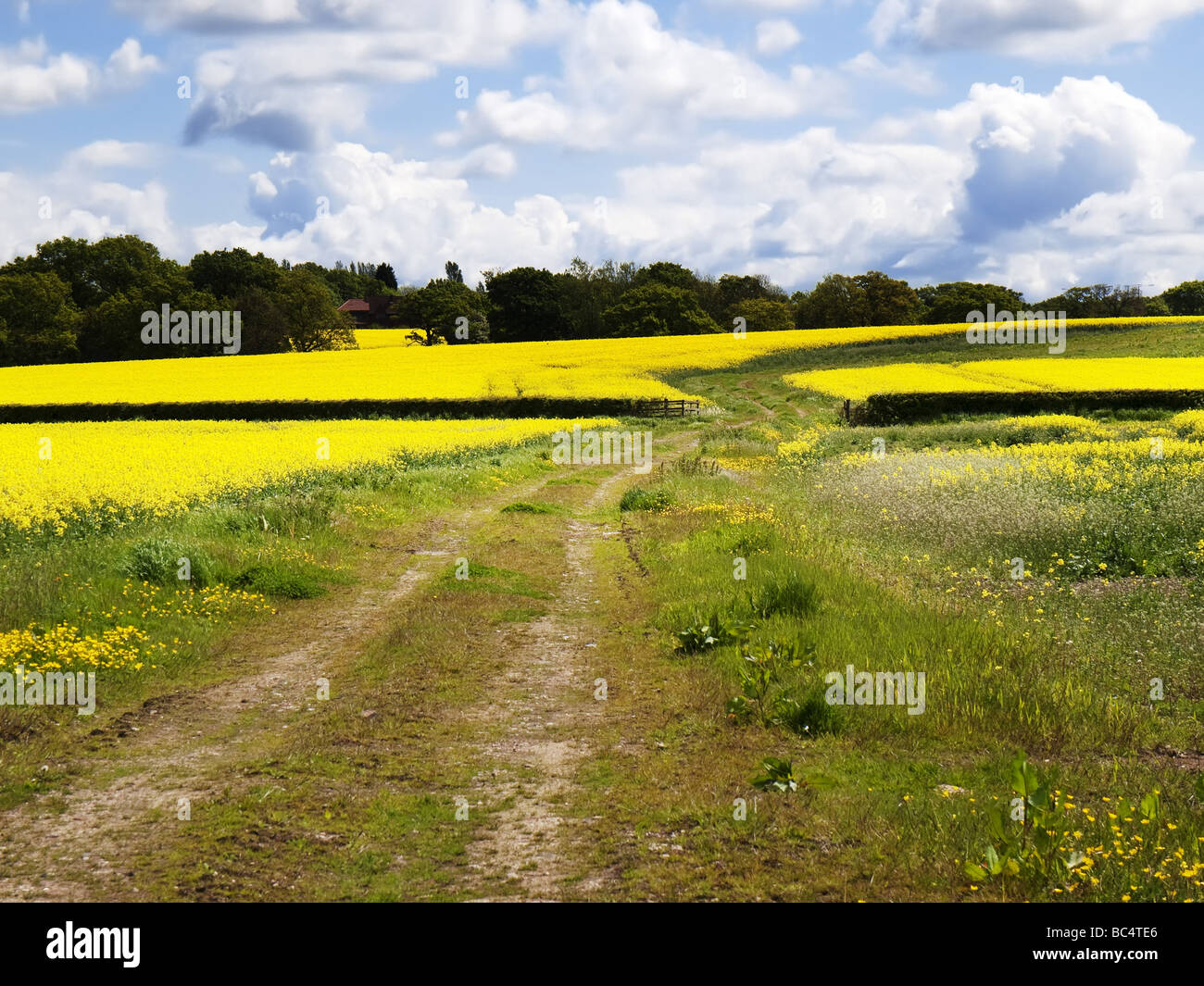 A field of oil seed rape Stock Photo - Alamy