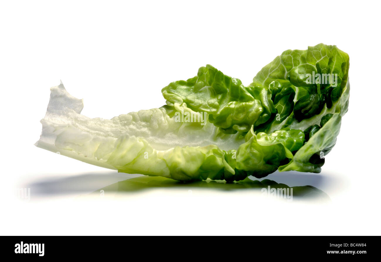 Little Gem lettuce leaf Stock Photo