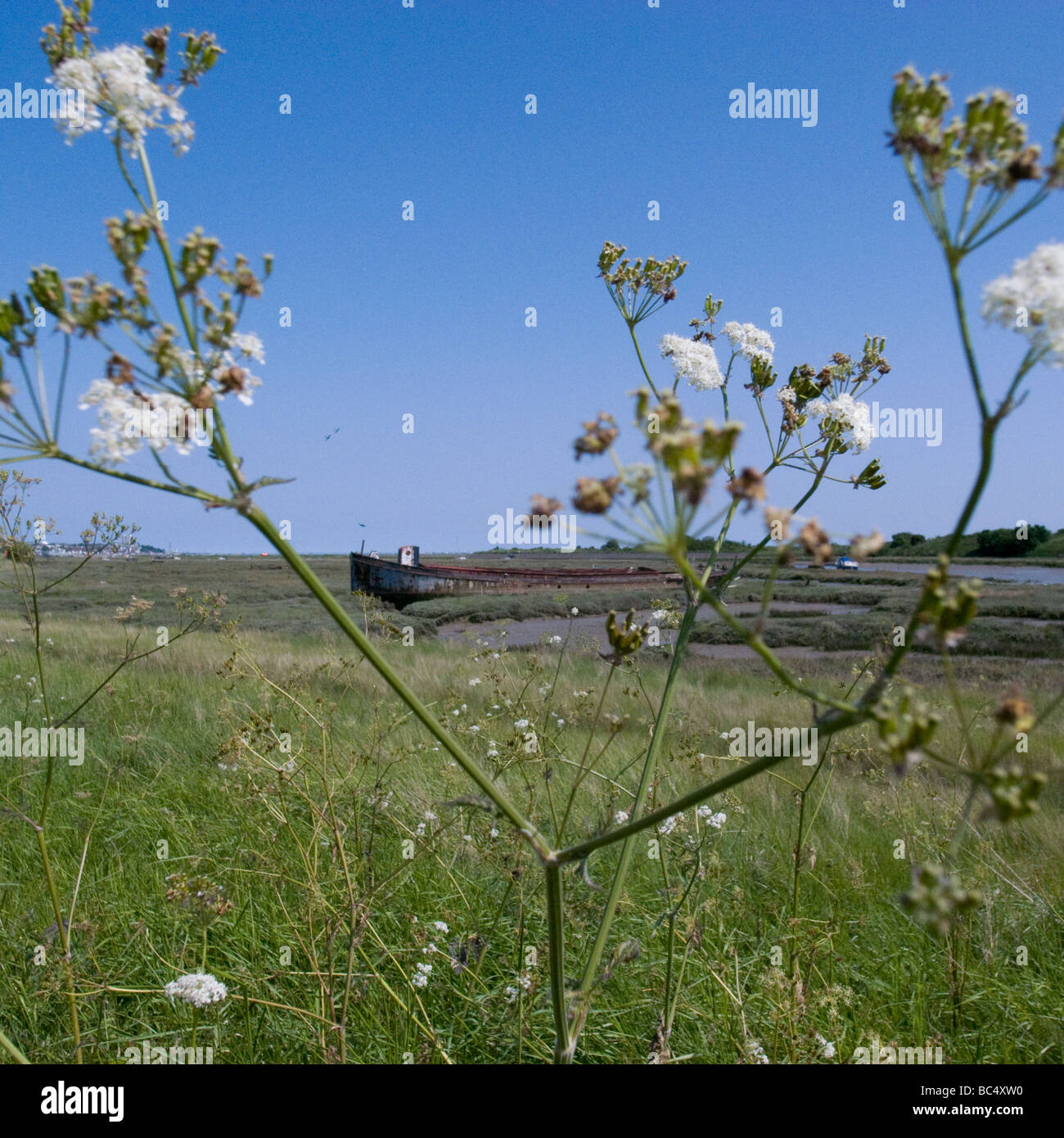 Flowers on Essex Marshes Leigh on Sea Stock Photo Alamy