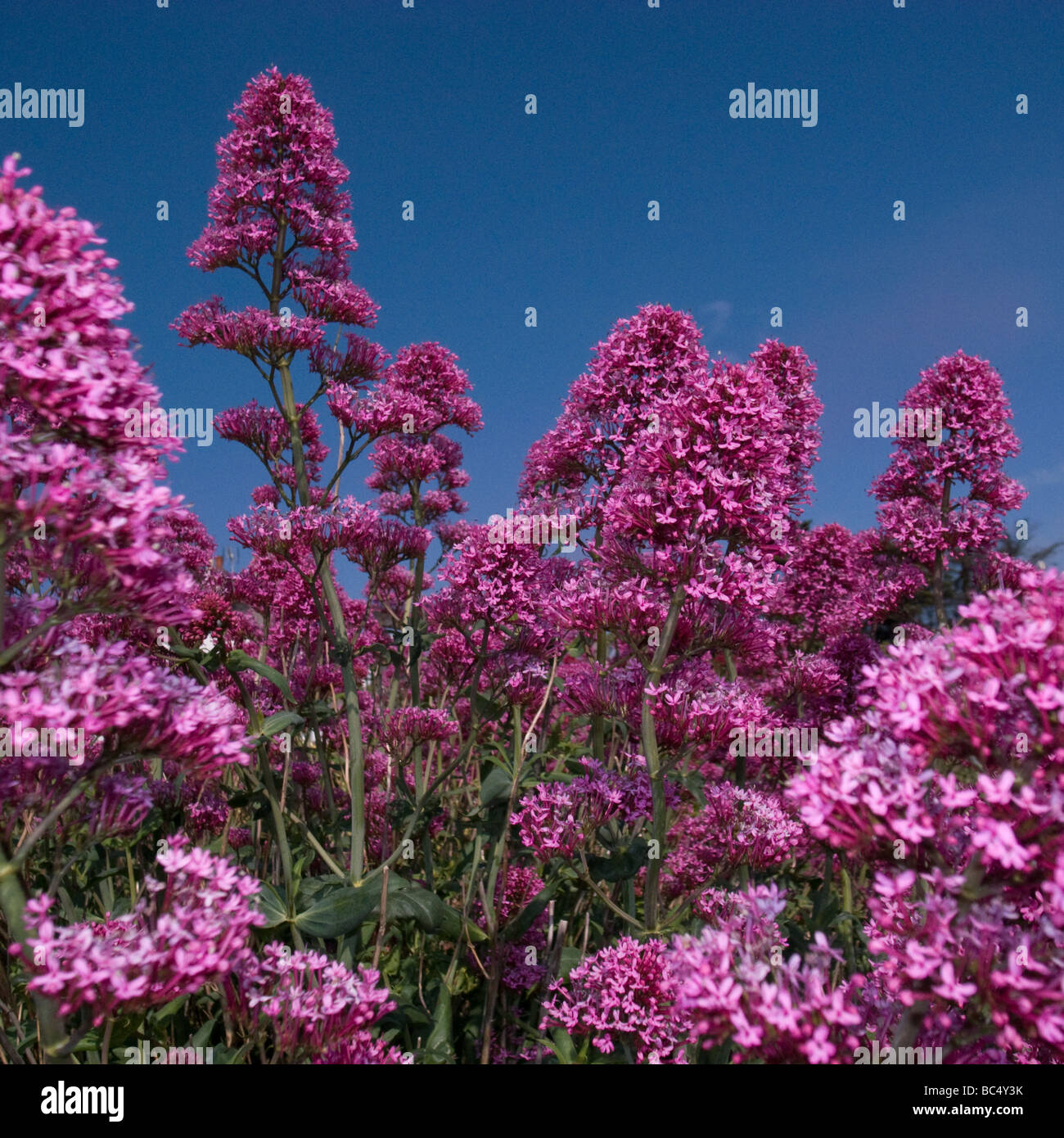 Strong Color Flower Strong bloom hi-res stock photography and images - Alamy