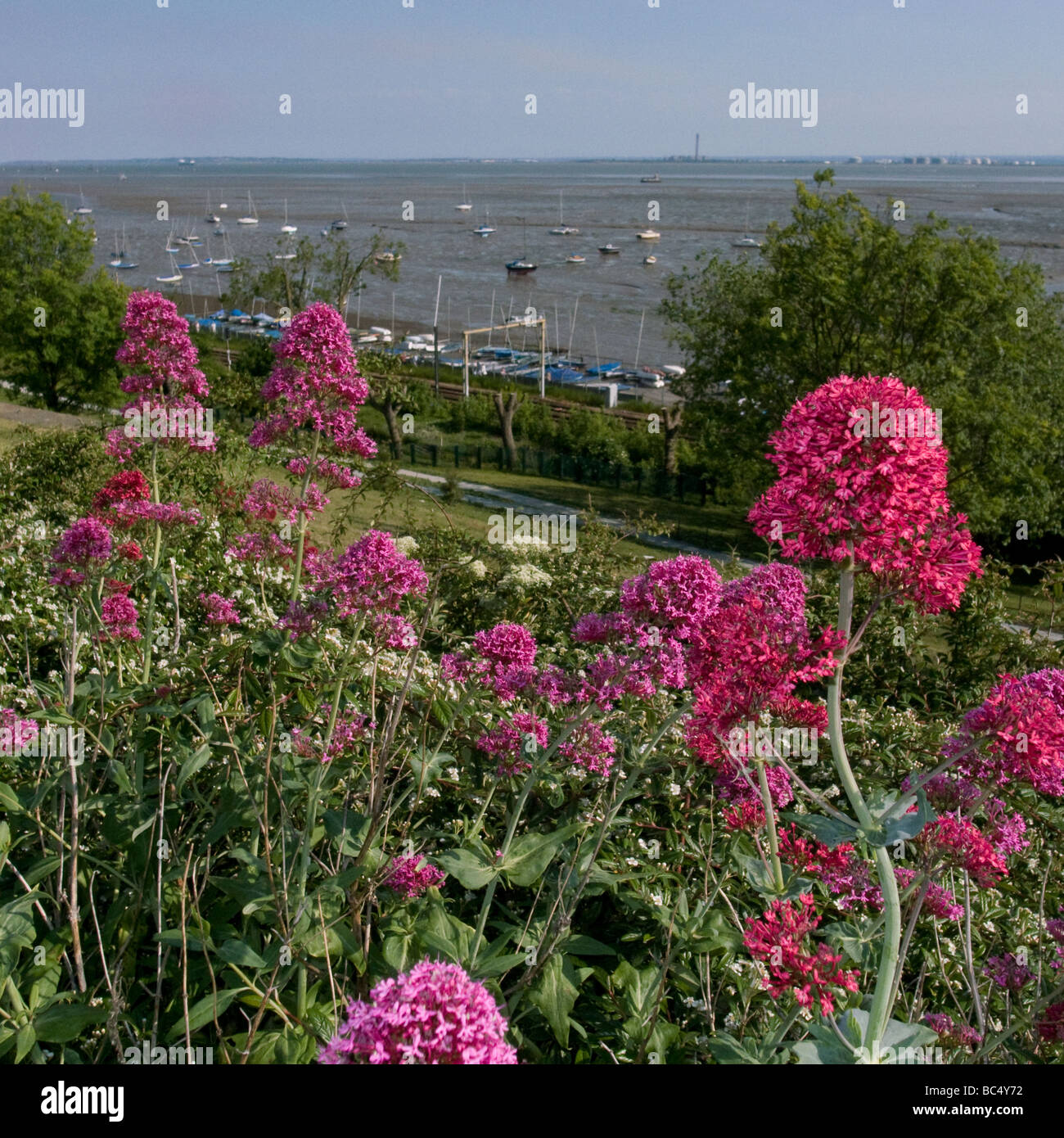 Essex marshes leigh on sea hires stock photography and images Alamy
