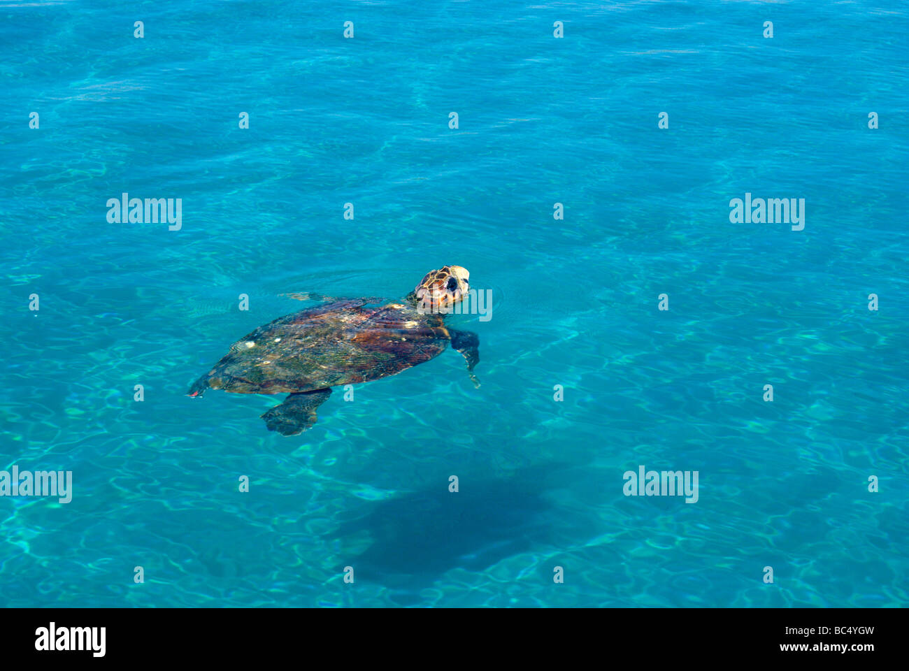 loggerhead turtle(caretta caretta) surfacing to breath laganas bay zakynthos/zante greece Stock Photo