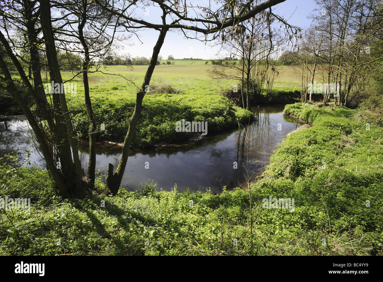 river bank with plants and vegetation Stock Photo Alamy