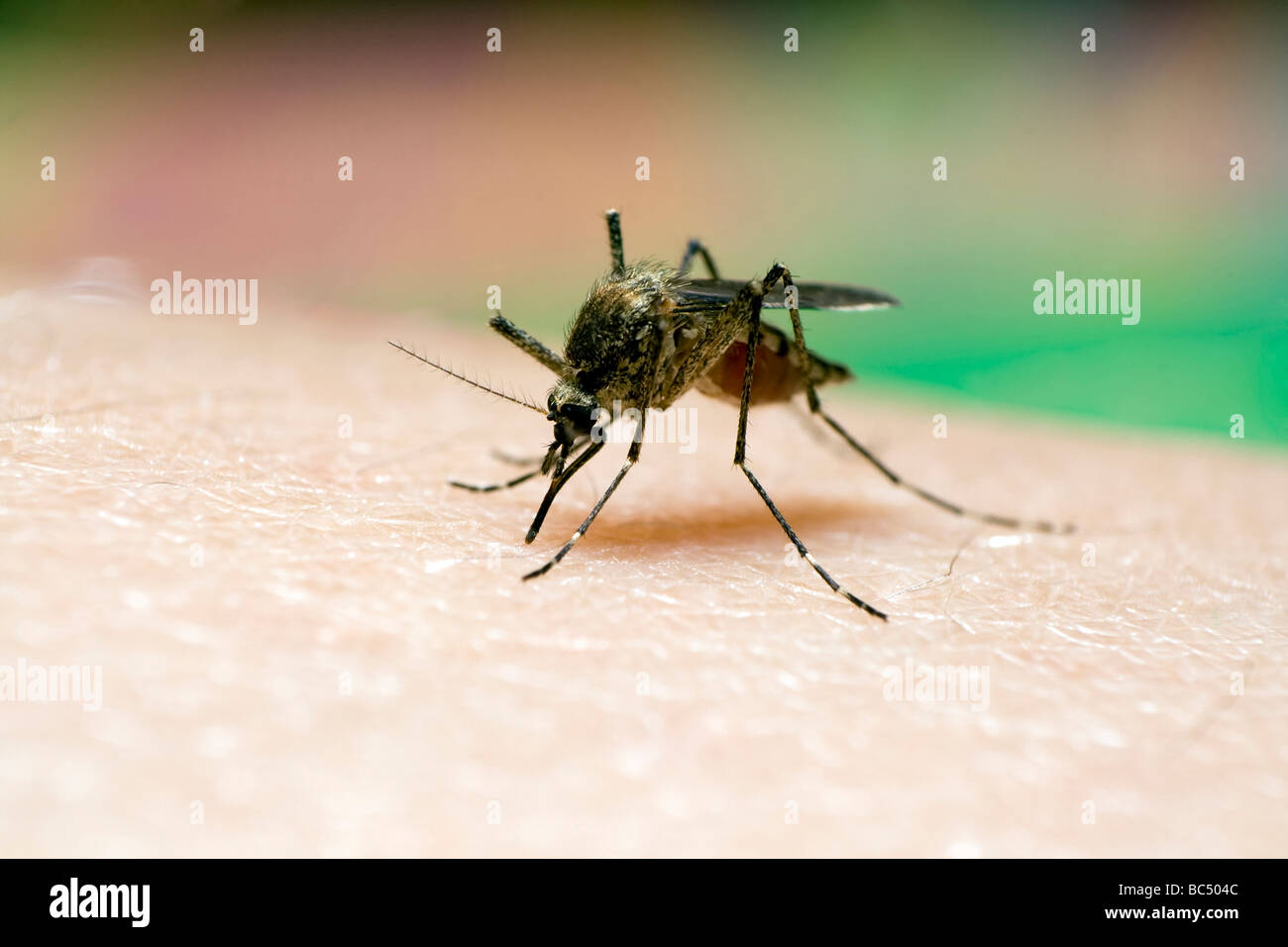 Mosquito sucking blood . Stock Photo