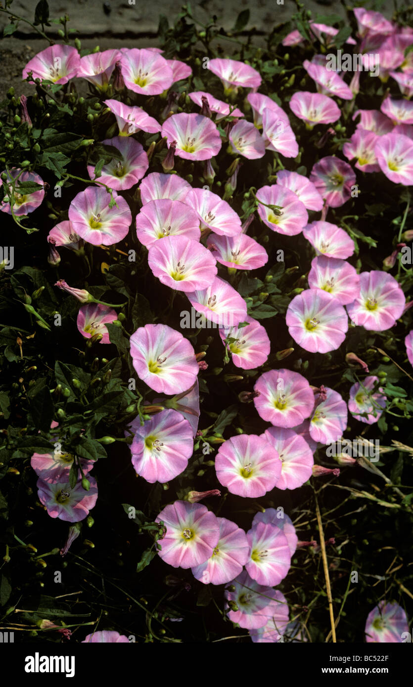 Field Bindweed Convolvulus arvensis Convolvulaceae UK Stock Photo Alamy