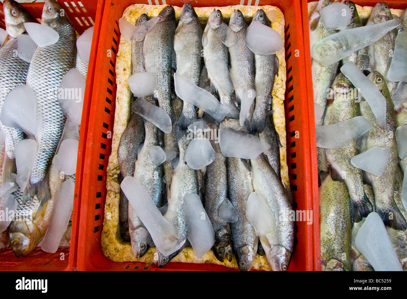 Ice on Fish in a Fish Market in Tehran Iran Stock Photo Alamy