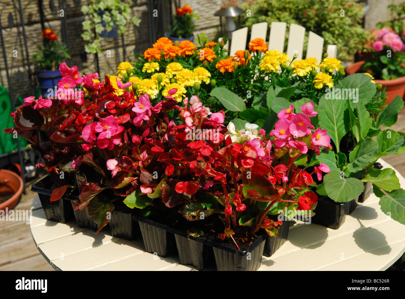 Bedding plants hires stock photography and images Alamy