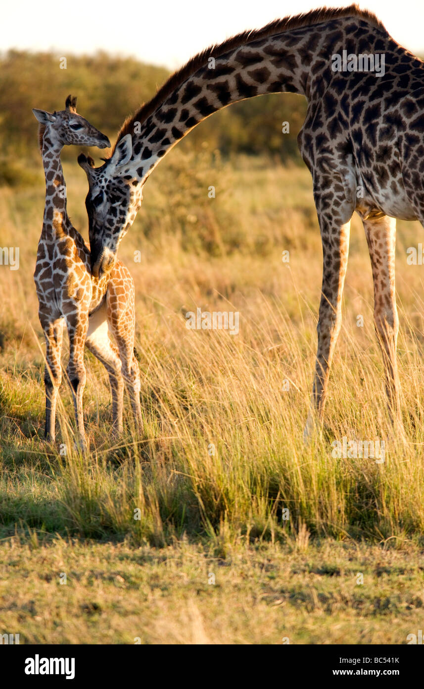 Masai Giraffe with young - Masai Mara National Reserve, Kenya Stock Photo