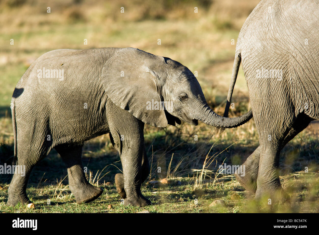 Baby African Elephant - Masai Mara National Reserve, Kenya Stock Photo
