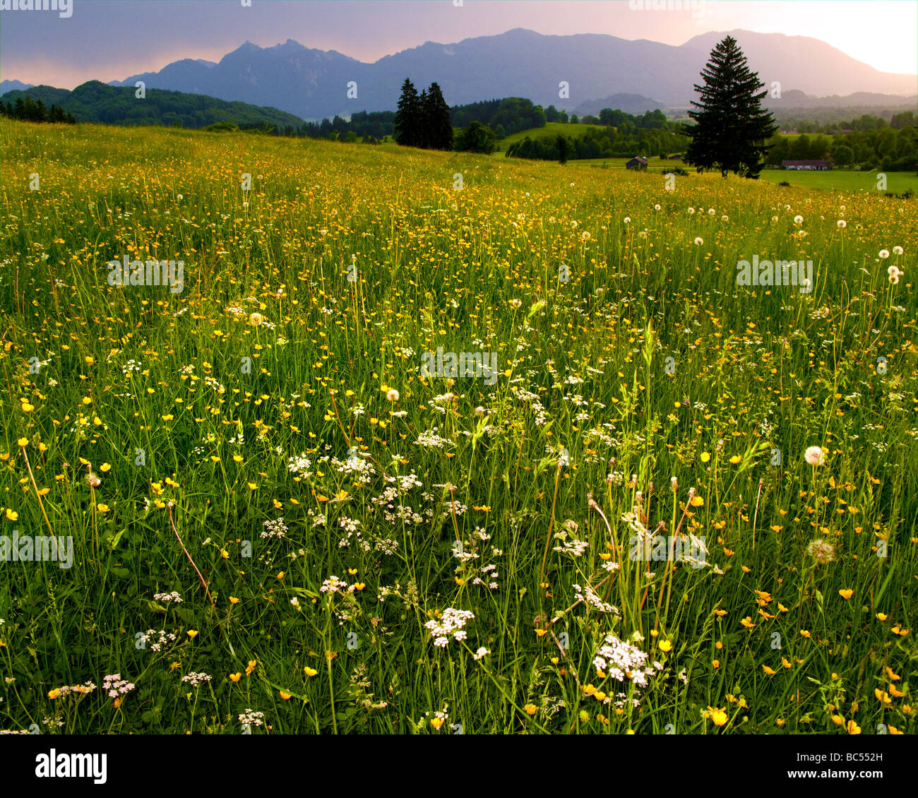 DE - BAVARIA: Evening Meadow near Ohlstadt Stock Photo