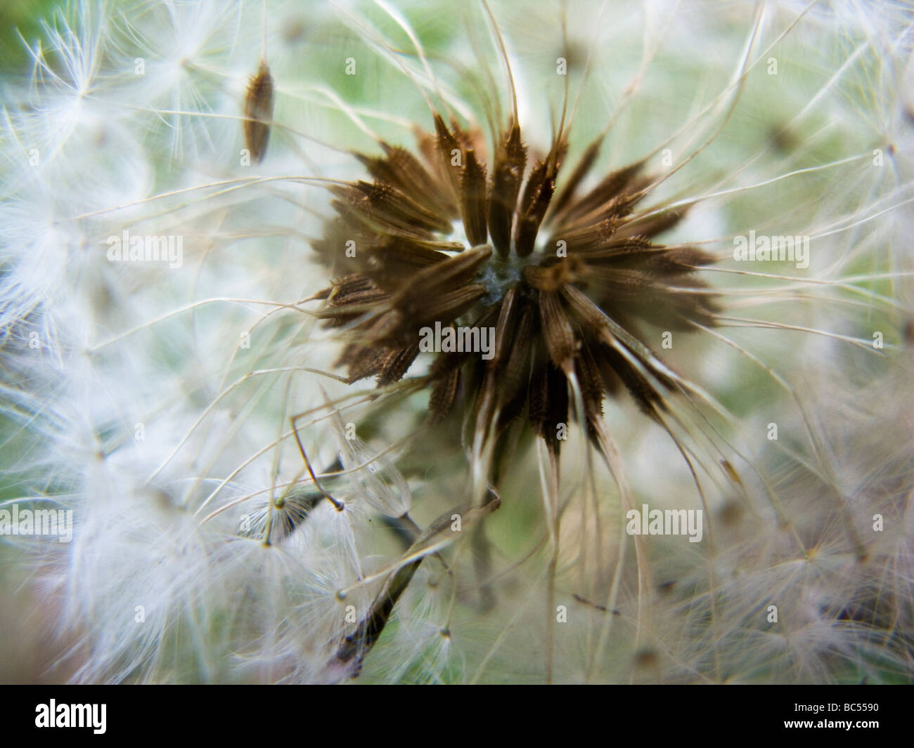 close up image of flower Stock Photo