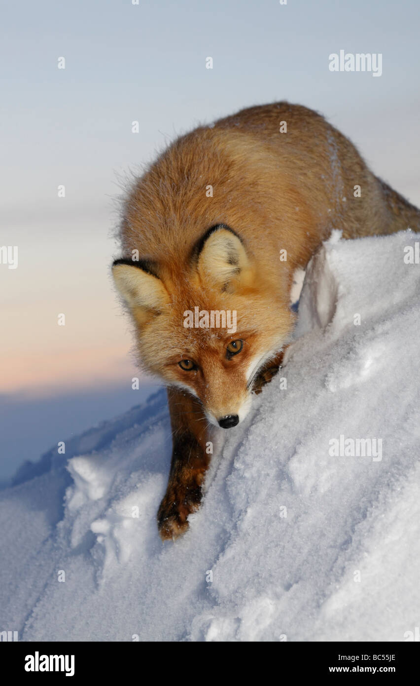 Red fox in the twilight . Arctic, Kolguev Island, Barents Sea, Russia. Stock Photo