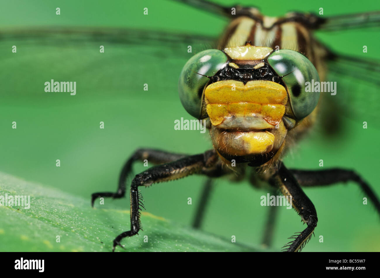 A large adult green and yellow dragonfly rests on a leaf Stock Photo ...