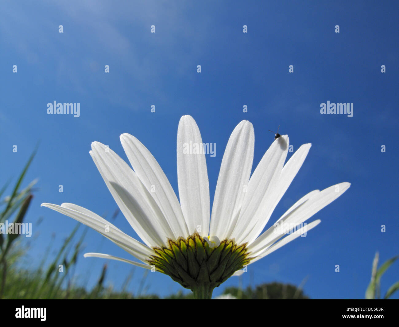 Ox-eye daisy (Leucanthemum vulgare) Stock Photo