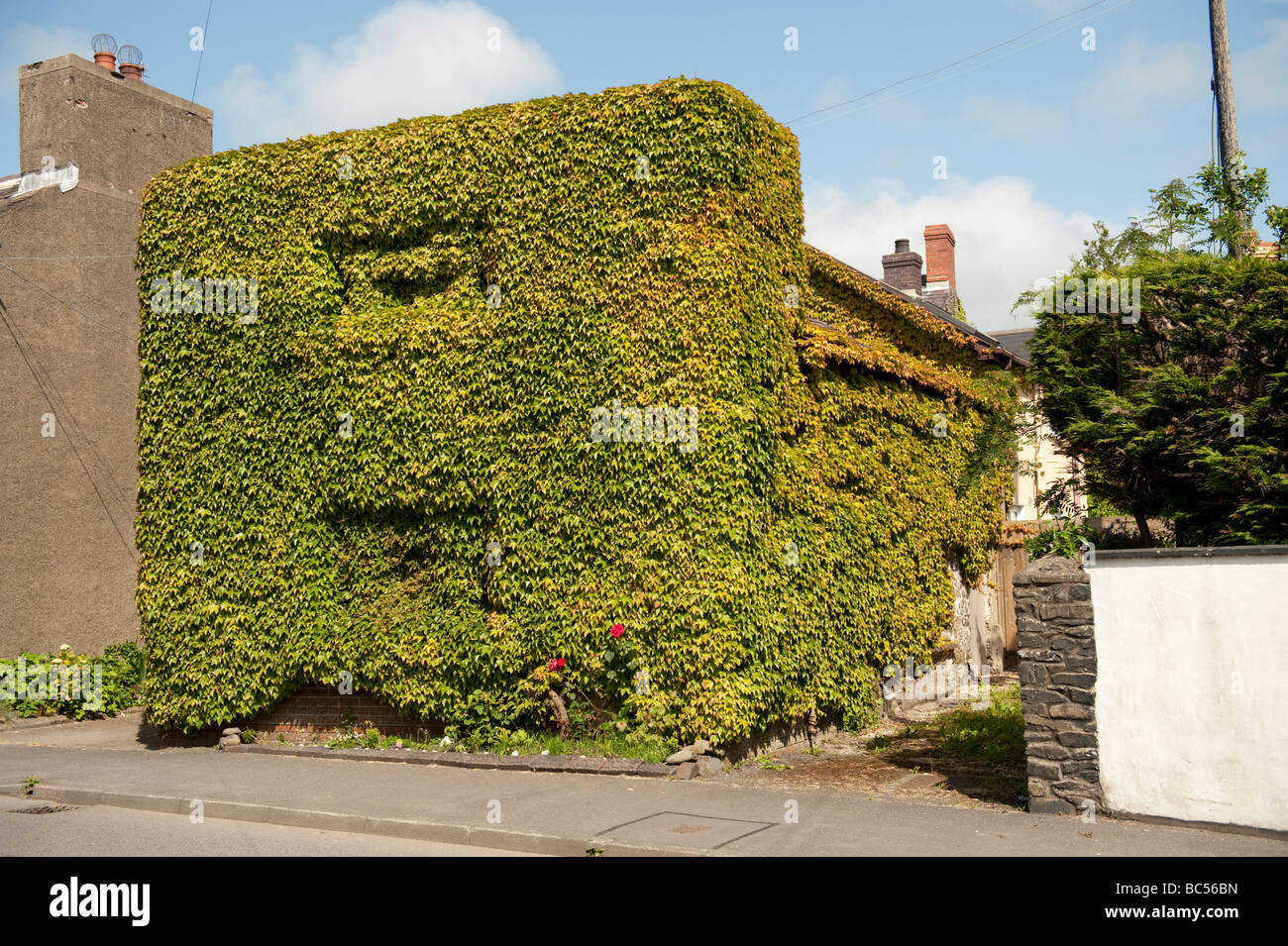 House overgrown with ivy Llanon village Ceredigion west wales UK Stock Photo