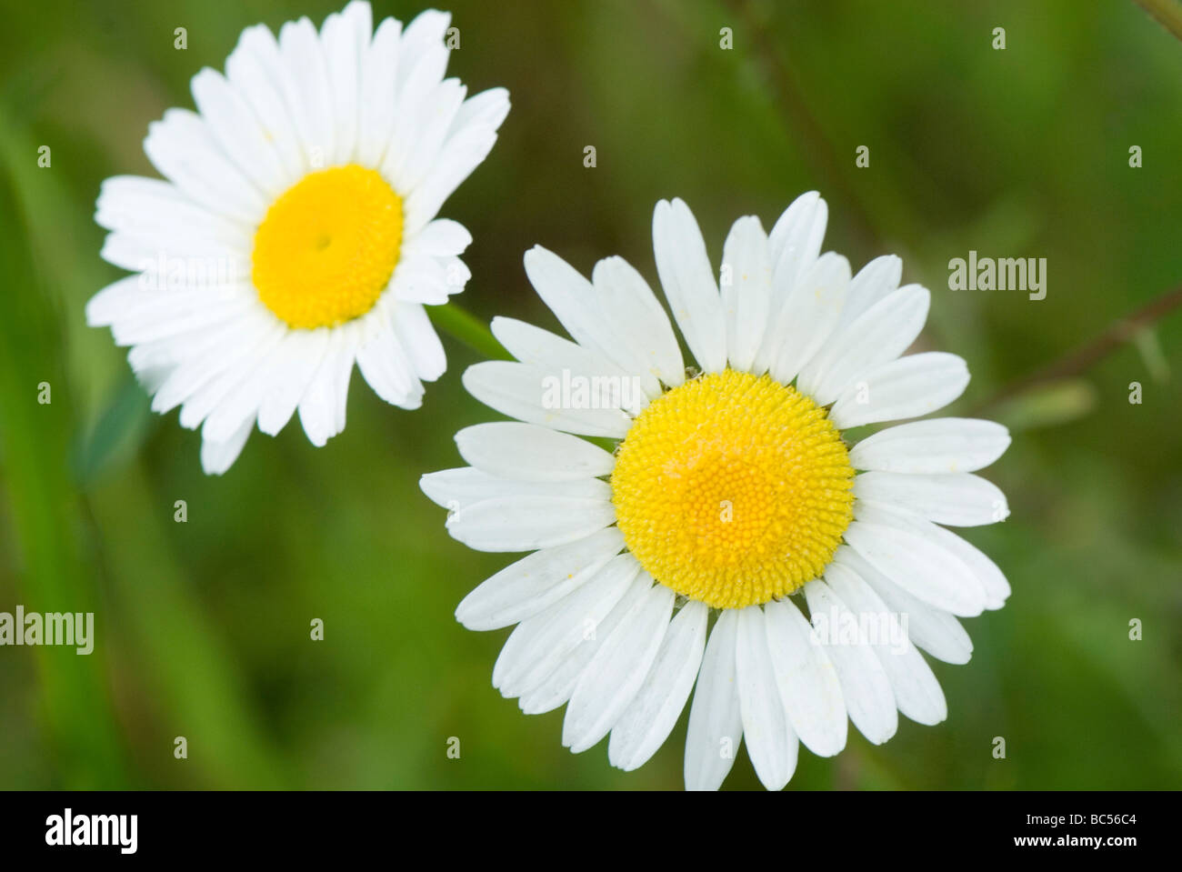 Oxeye Daisy (Chrysanthemum leucanthemum Stock Photo Alamy