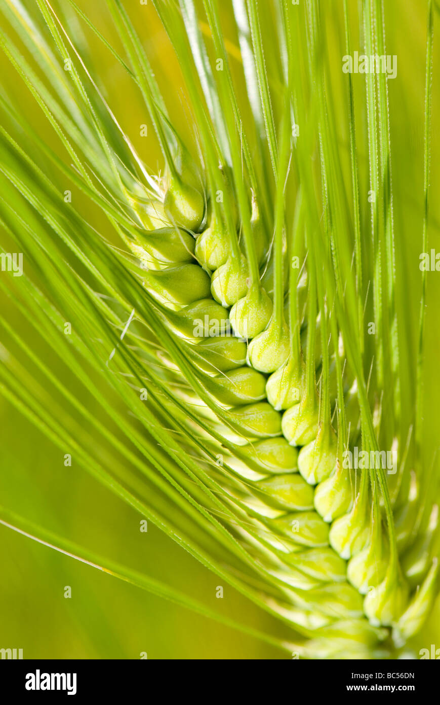 Barley Hordeum vulgare Stock Photo
