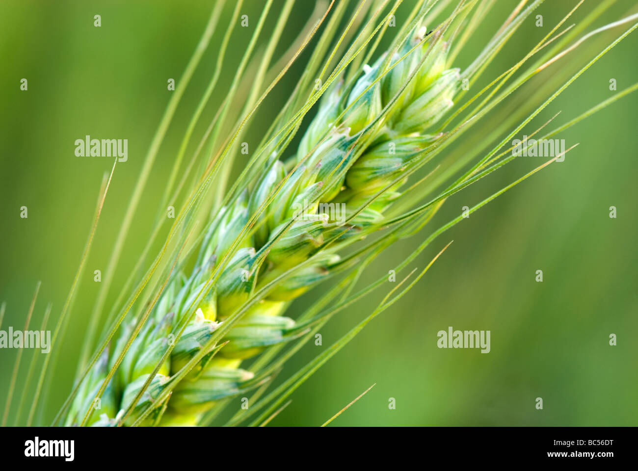 Wheat Triticum spp Stock Photo - Alamy