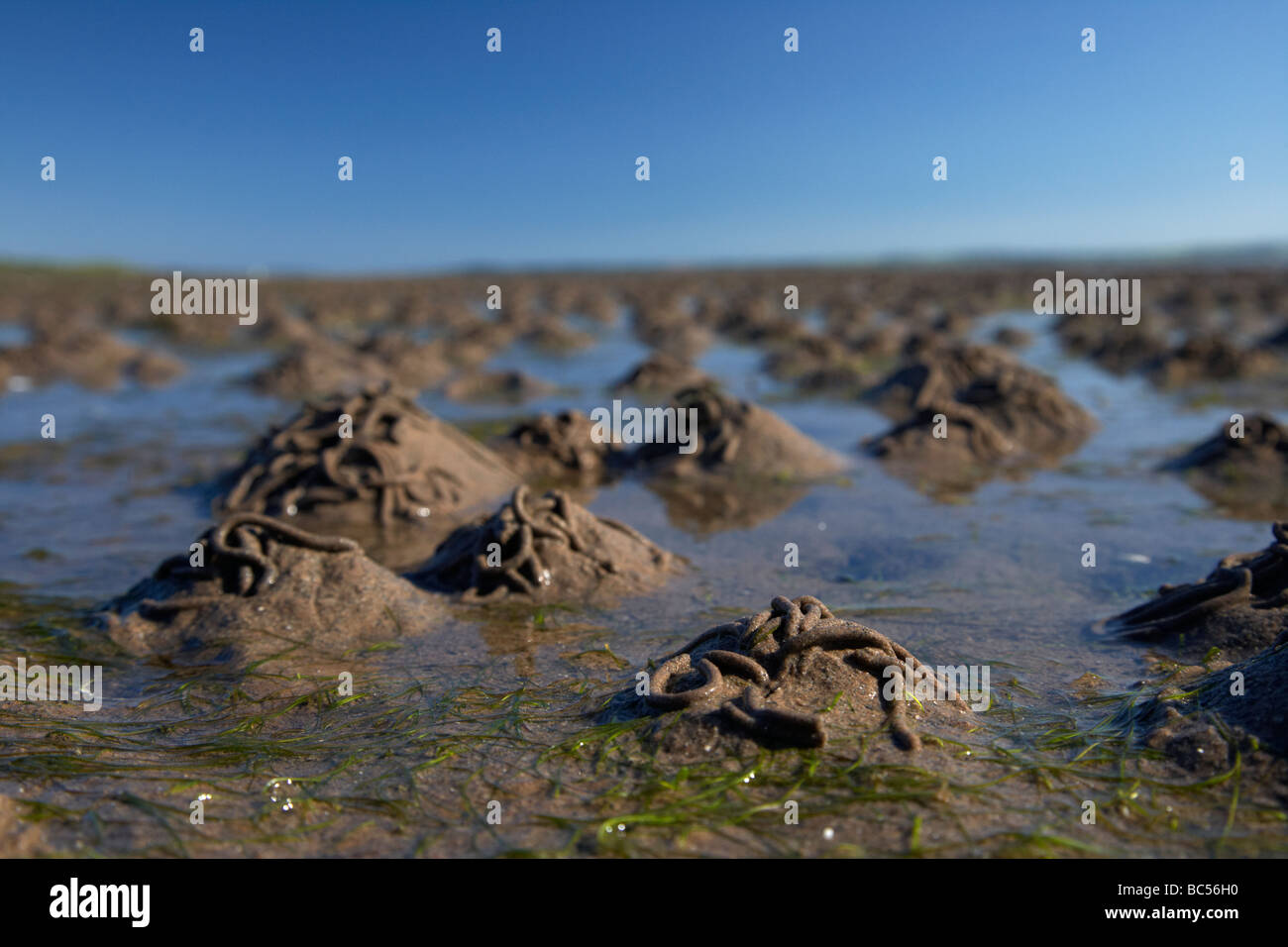 lugworm arenicola marina casts on mudflats in strangford lough county down northern ireland uk Stock Photo