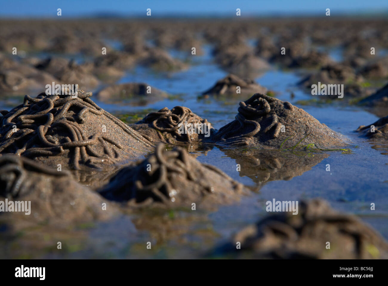 lugworm arenicola marina casts on mudflats in strangford lough county