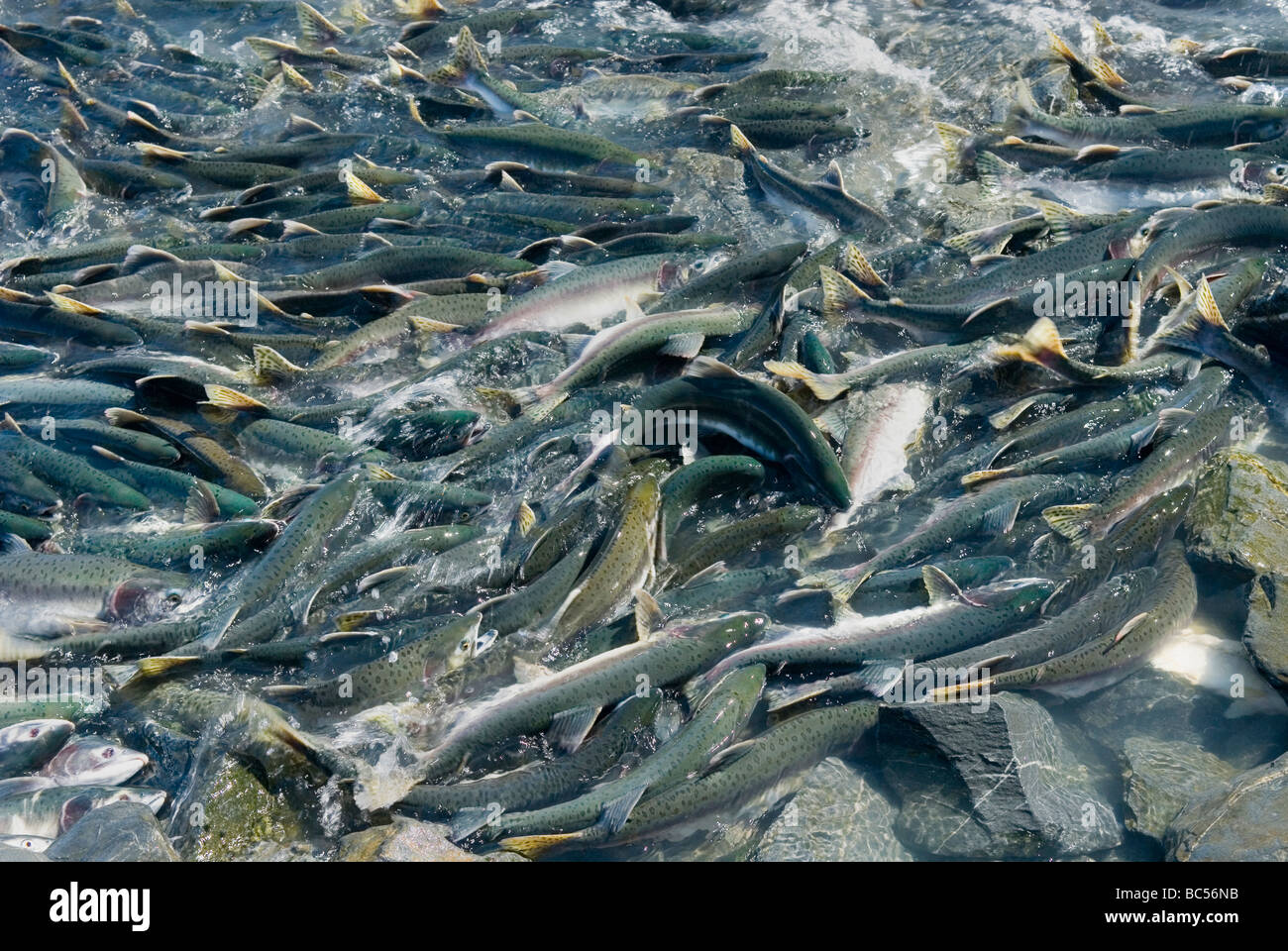 Spawning salmon attempting to move upstream near Solomon Gulch fish