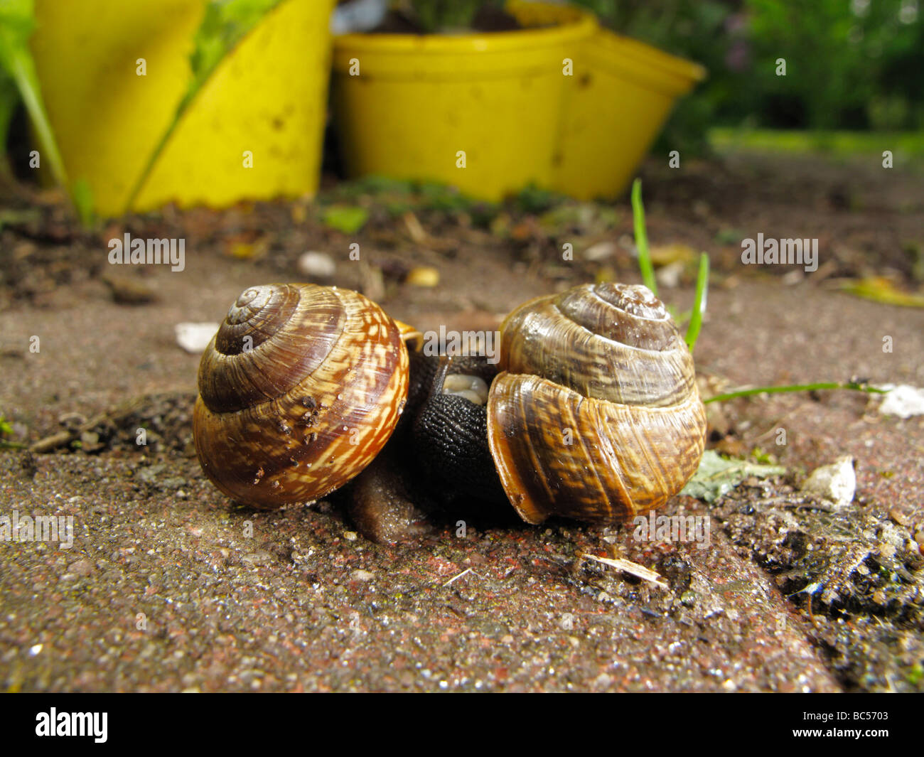 Mating copse snails (Arianta arbustorum Stock Photo Alamy