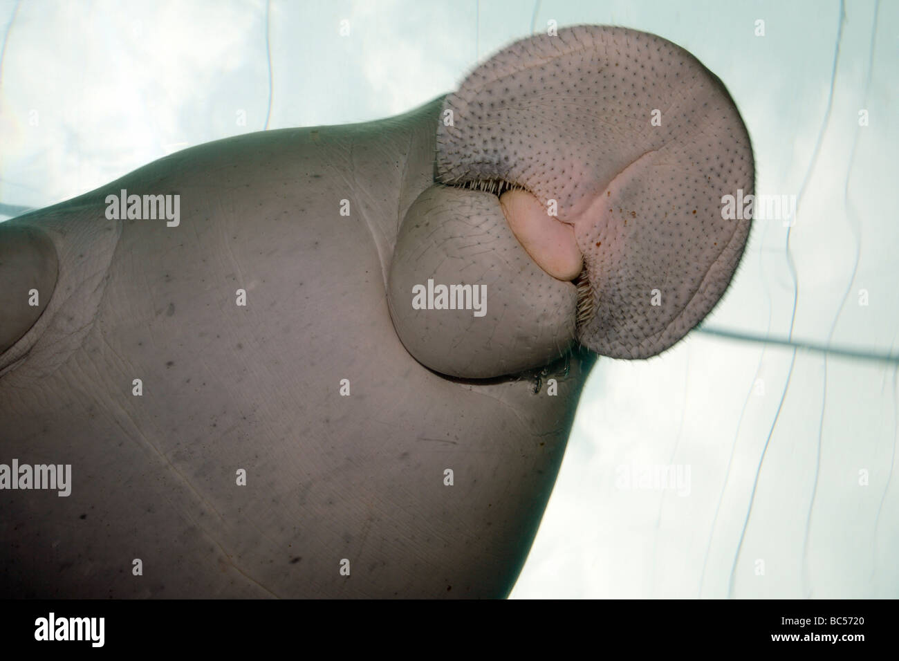 Dugong, Dugon dugong. Captive animal swimming over the glass of the display tank and showing its mouth Stock Photo