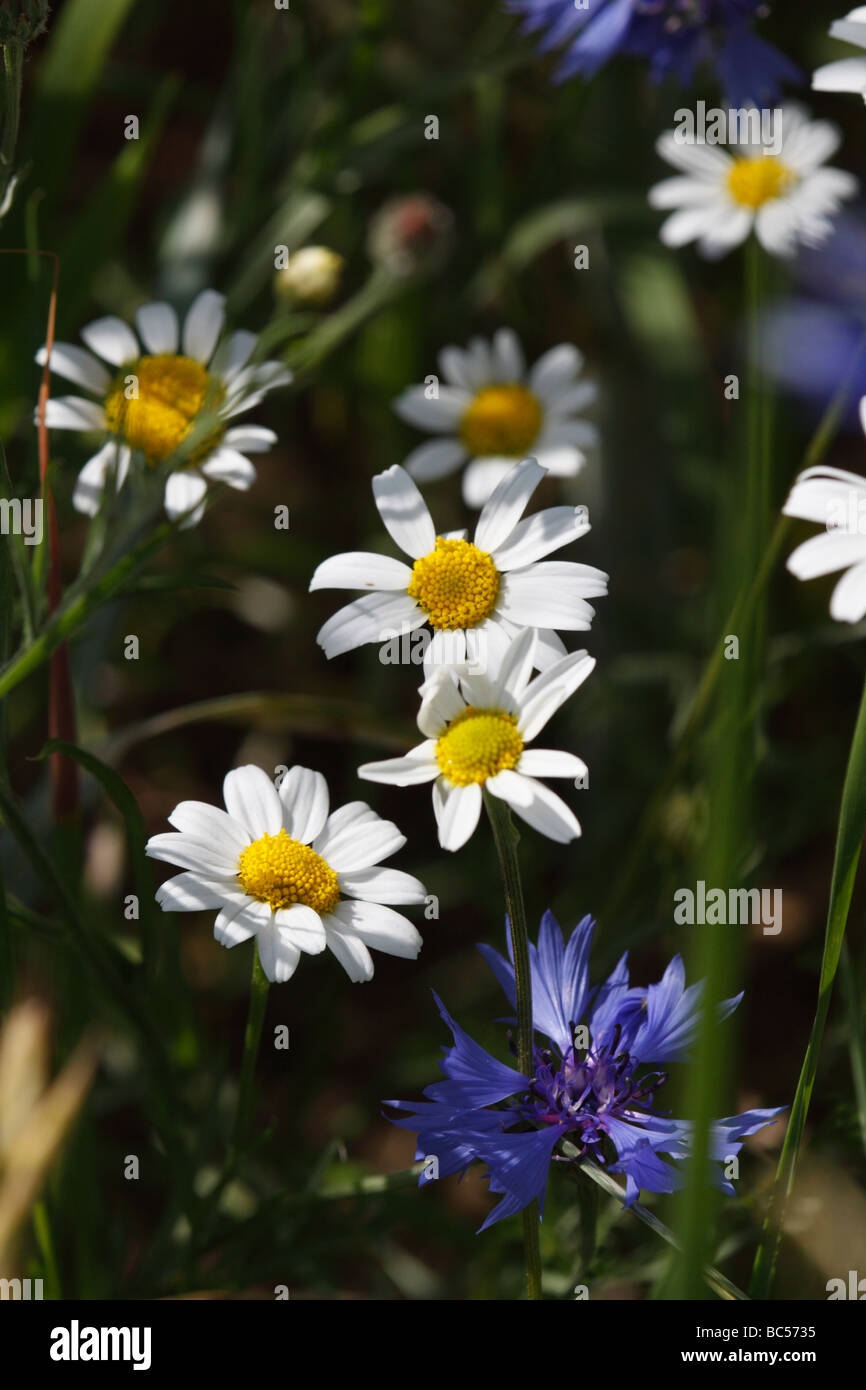 Marguerites and cornflowers growing at the edge of a field (Centaurea cyanus and Leucanthemum vulgare) Stock Photo